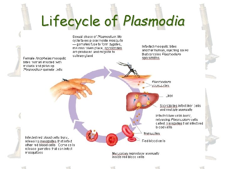 Lifecycle of Plasmodia 