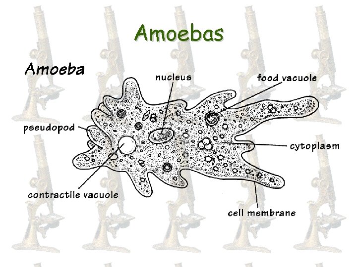 Amoebas 