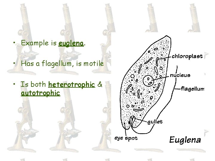  • Example is euglena. • Has a flagellum, is motile • Is both