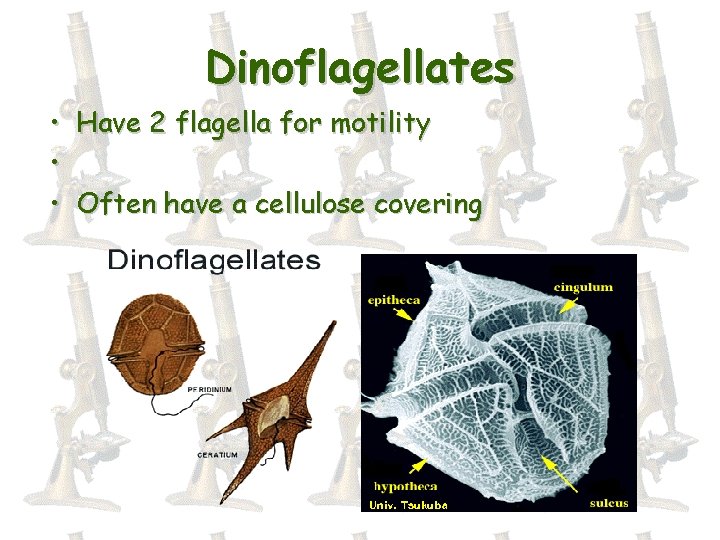 Dinoflagellates • Have 2 flagella for motility • • Often have a cellulose covering
