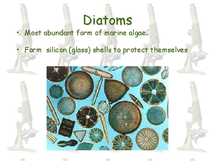 Diatoms • Most abundant form of marine algae. • Form silicon (glass) shells to