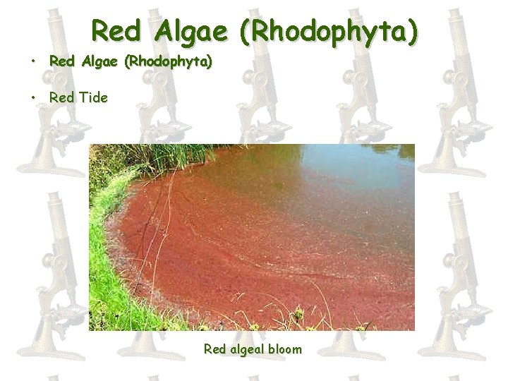 Red Algae (Rhodophyta) • Red Algae (Rhodophyta) • Red Tide Red algeal bloom 