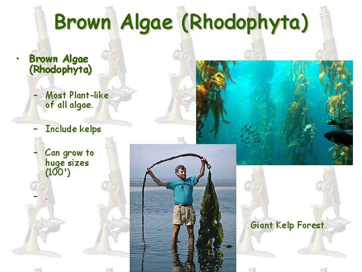 Brown Algae (Rhodophyta) • Brown Algae (Rhodophyta) – Most Plant-like of all algae. –
