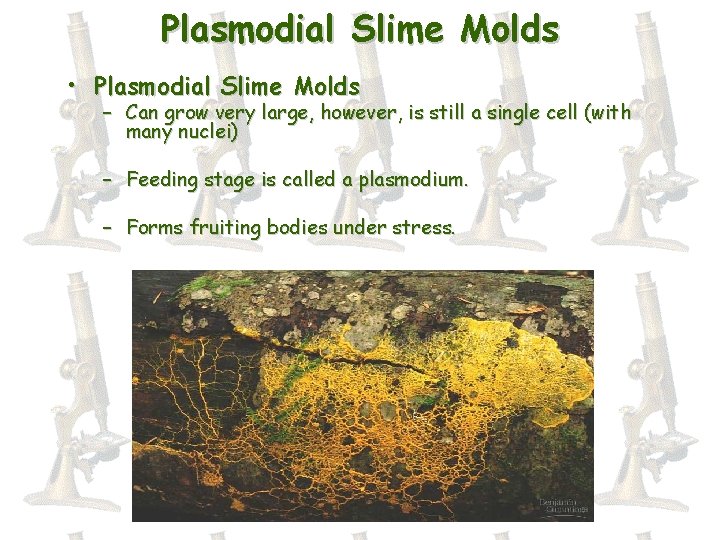Plasmodial Slime Molds • Plasmodial Slime Molds – Can grow very large, however, is