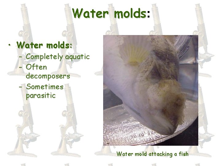 Water molds: molds • Water molds: – Completely aquatic – Often decomposers – Sometimes
