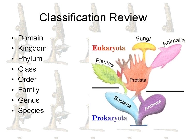 Classification Review • • Domain Kingdom Phylum Class Order Family Genus Species 