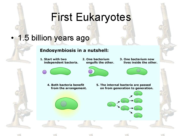 First Eukaryotes • 1. 5 billion years ago 