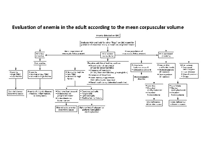 Evaluation of anemia in the adult according to the mean corpuscular volume 