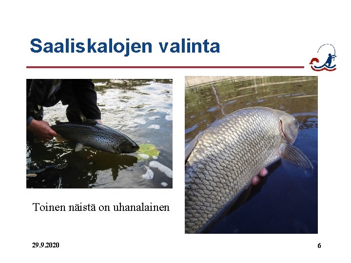 Saaliskalojen valinta Toinen näistä on uhanalainen 29. 9. 2020 6 