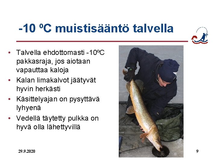 -10 ⁰C muistisääntö talvella • Talvella ehdottomasti -10⁰C pakkasraja, jos aiotaan vapauttaa kaloja •