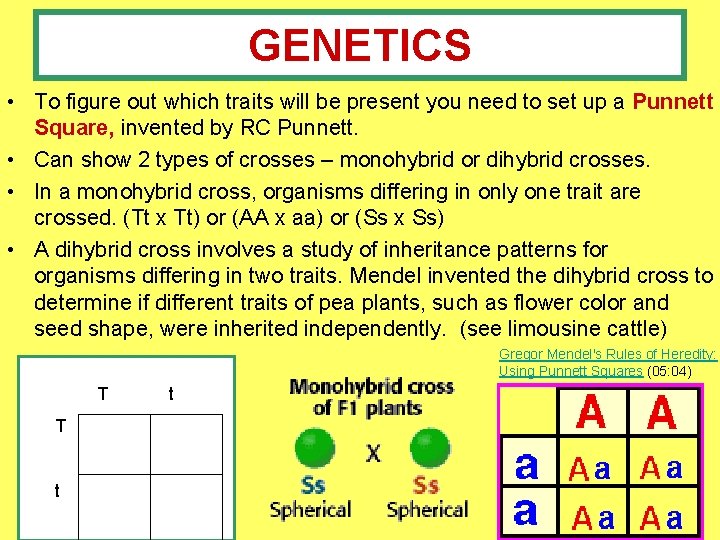 GENETICS • To figure out which traits will be present you need to set