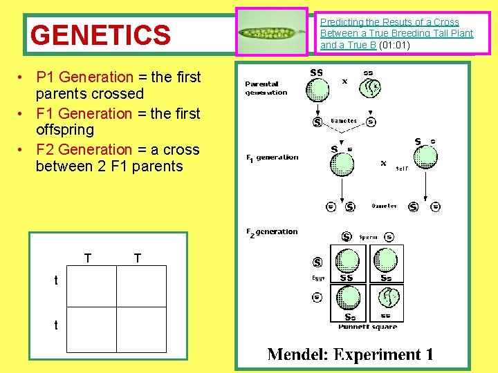 GENETICS • P 1 Generation = the first parents crossed • F 1 Generation