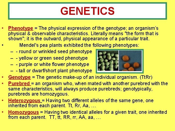 GENETICS • Phenotype = The physical expression of the genotype; an organism’s physical &