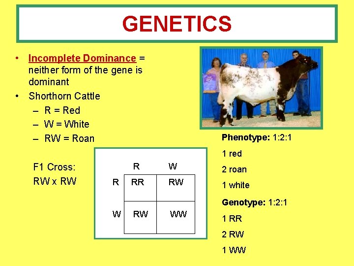 GENETICS • Incomplete Dominance = neither form of the gene is dominant • Shorthorn