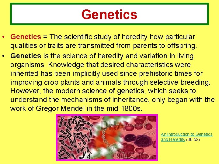 Genetics • Genetics = The scientific study of heredity how particular qualities or traits