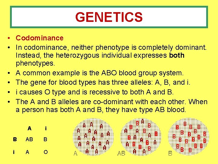 GENETICS • Codominance • In codominance, neither phenotype is completely dominant. Instead, the heterozygous