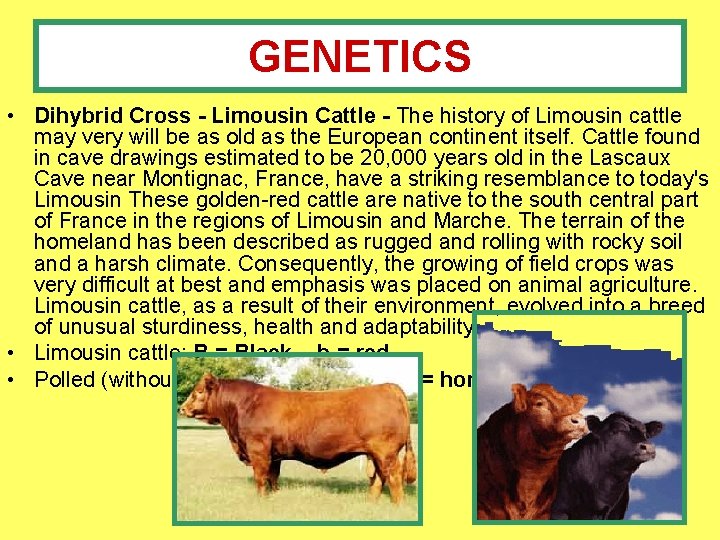 GENETICS • Dihybrid Cross - Limousin Cattle - The history of Limousin cattle may