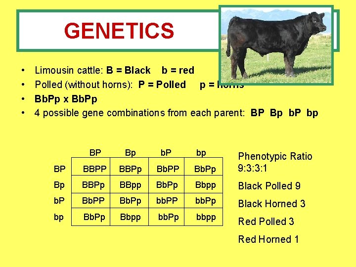 GENETICS • • Limousin cattle: B = Black b = red Polled (without horns):