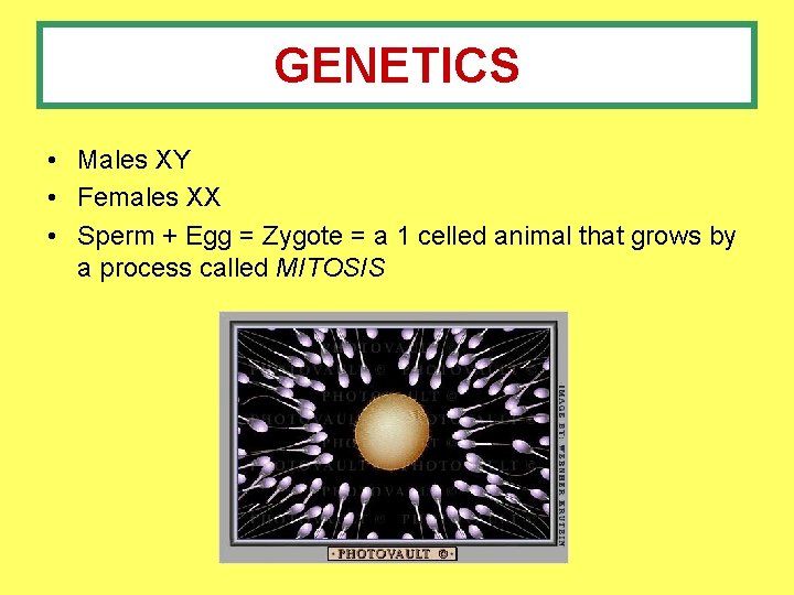 GENETICS • Males XY • Females XX • Sperm + Egg = Zygote =