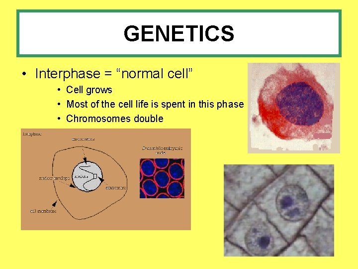 GENETICS • Interphase = “normal cell” • Cell grows • Most of the cell