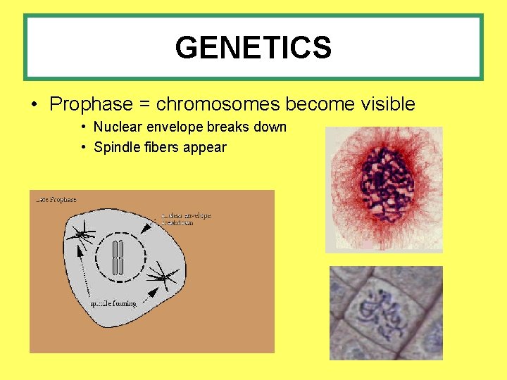 GENETICS • Prophase = chromosomes become visible • Nuclear envelope breaks down • Spindle