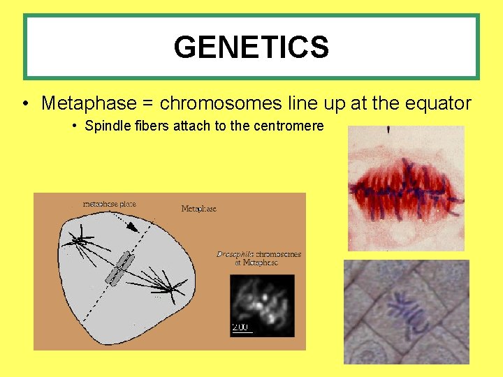 GENETICS • Metaphase = chromosomes line up at the equator • Spindle fibers attach