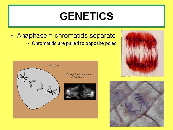 GENETICS • Anaphase = chromatids separate • Chromatids are pulled to opposite poles 