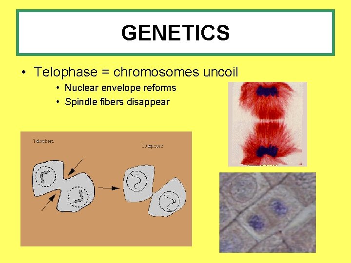 GENETICS • Telophase = chromosomes uncoil • Nuclear envelope reforms • Spindle fibers disappear