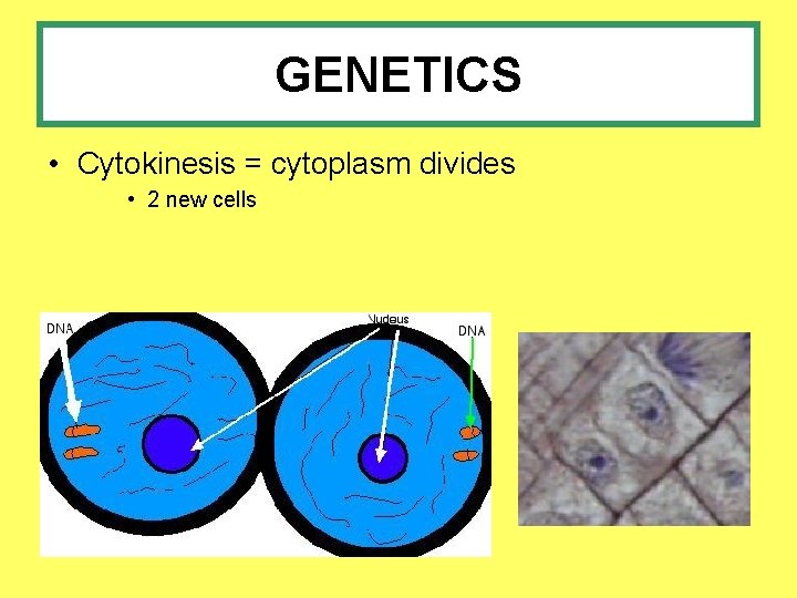 GENETICS • Cytokinesis = cytoplasm divides • 2 new cells 