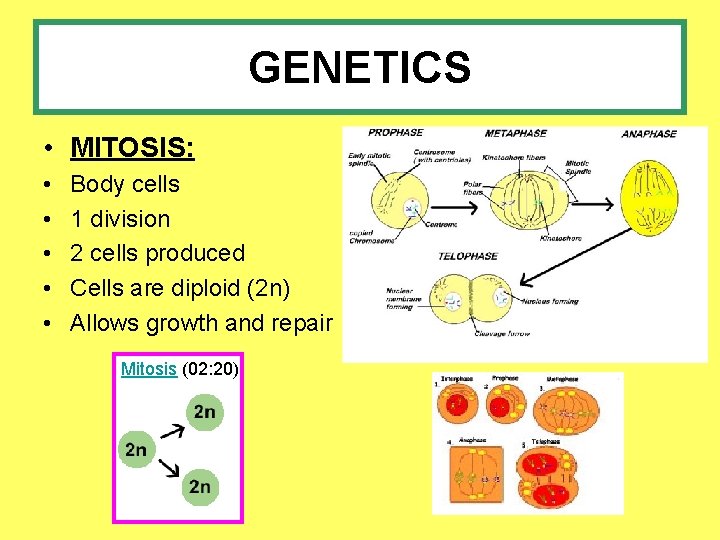 GENETICS • MITOSIS: • • • Body cells 1 division 2 cells produced Cells