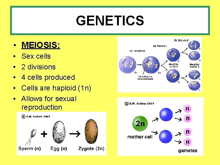 GENETICS • MEIOSIS: • • • Sex cells 2 divisions 4 cells produced Cells