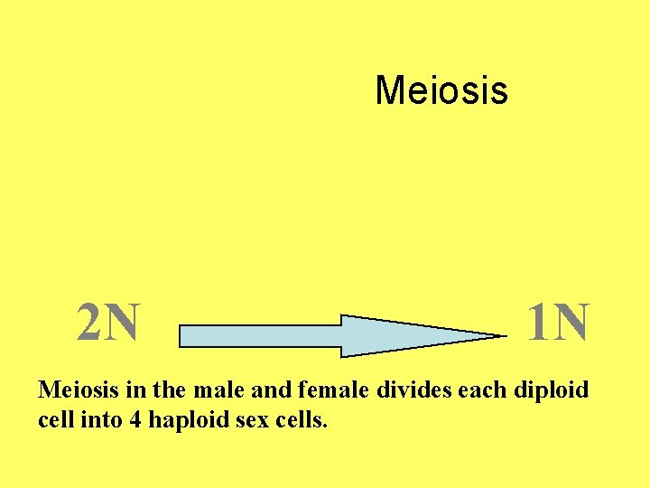 Meiosis 2 N 1 N Meiosis in the male and female divides each diploid