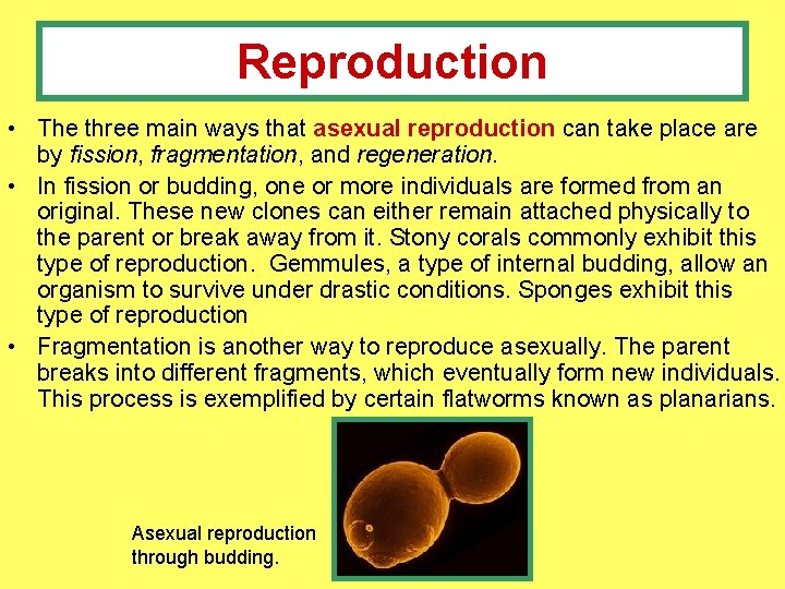 Reproduction • The three main ways that asexual reproduction can take place are by