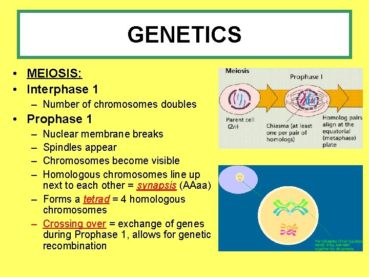 GENETICS • MEIOSIS: • Interphase 1 – Number of chromosomes doubles • Prophase 1