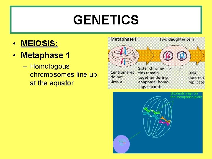 GENETICS • MEIOSIS: • Metaphase 1 – Homologous chromosomes line up at the equator