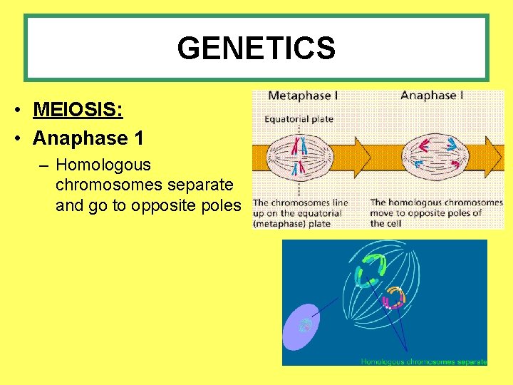 GENETICS • MEIOSIS: • Anaphase 1 – Homologous chromosomes separate and go to opposite