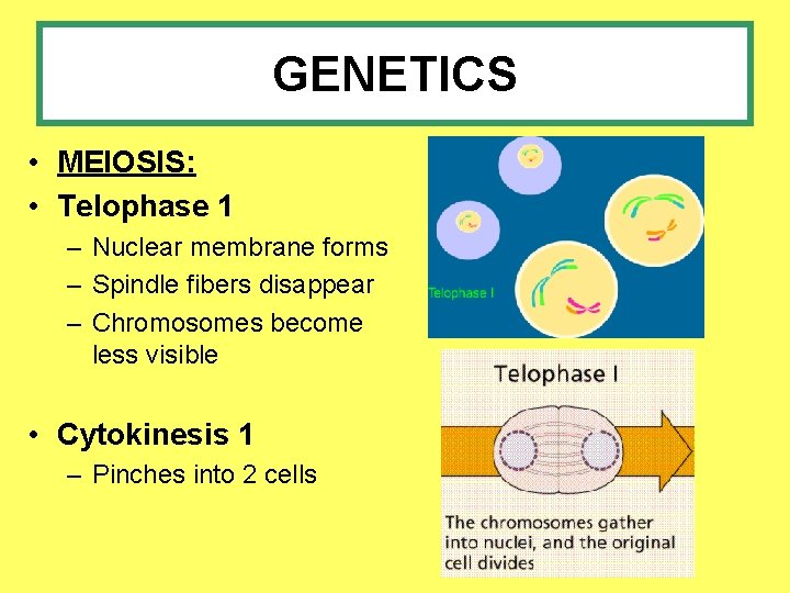 GENETICS • MEIOSIS: • Telophase 1 – Nuclear membrane forms – Spindle fibers disappear