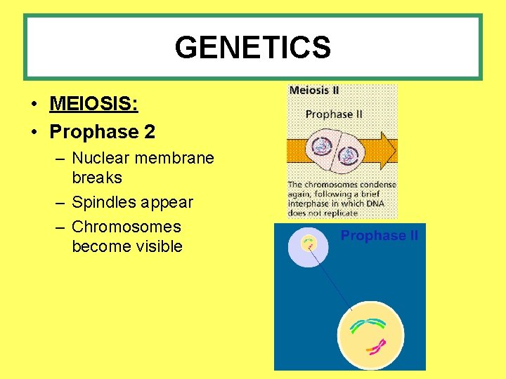 GENETICS • MEIOSIS: • Prophase 2 – Nuclear membrane breaks – Spindles appear –