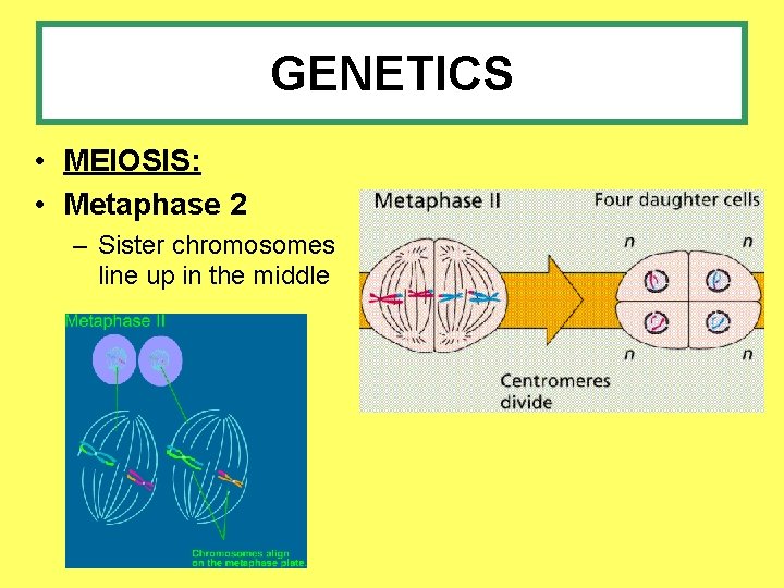 GENETICS • MEIOSIS: • Metaphase 2 – Sister chromosomes line up in the middle