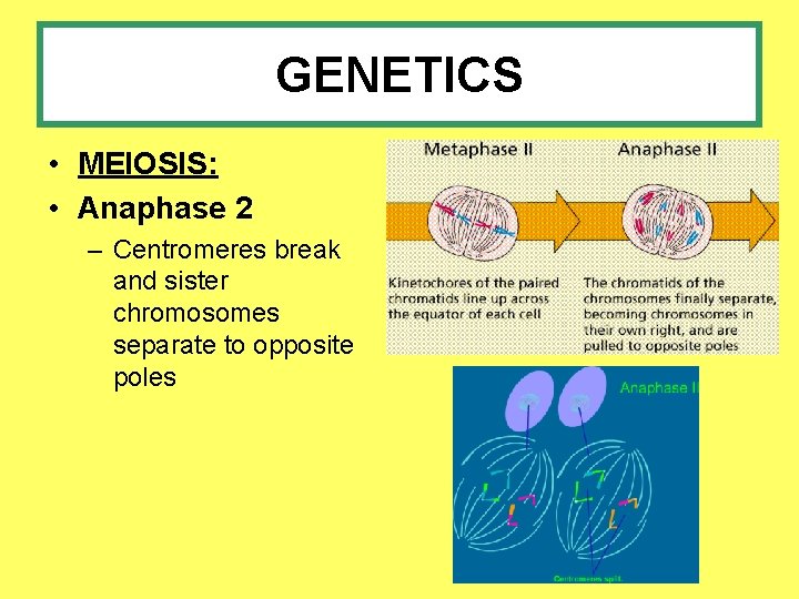 GENETICS • MEIOSIS: • Anaphase 2 – Centromeres break and sister chromosomes separate to