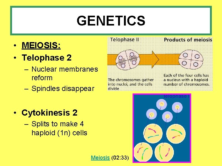 GENETICS • MEIOSIS: • Telophase 2 – Nuclear membranes reform – Spindles disappear •