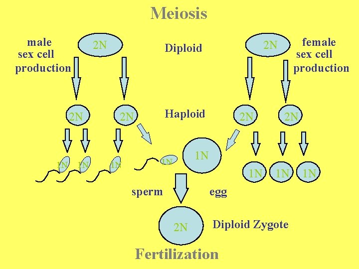 Meiosis male sex cell production 2 N 2 N 1 N 1 N Haploid