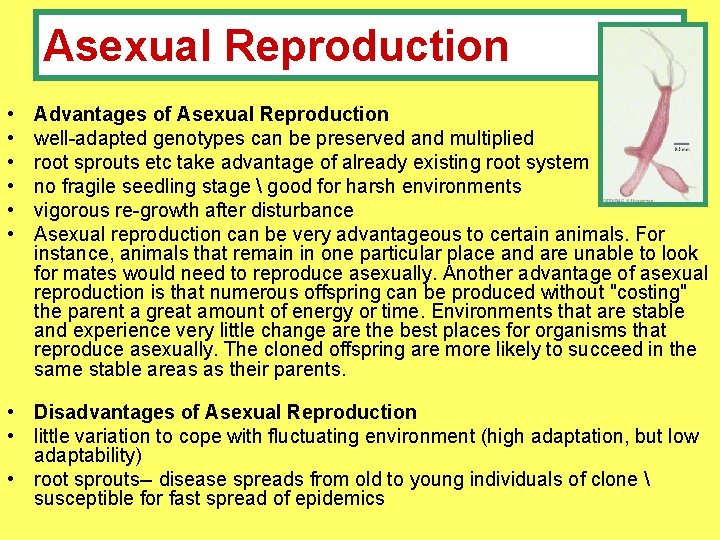 Asexual Reproduction • • • Advantages of Asexual Reproduction well-adapted genotypes can be preserved