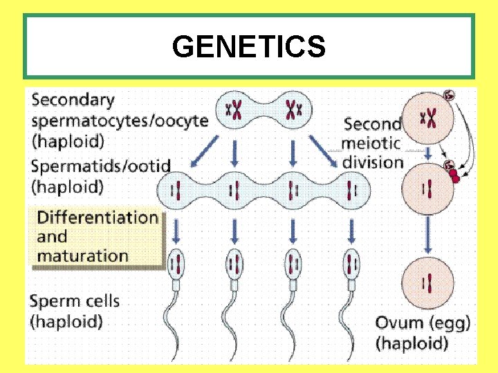 GENETICS 