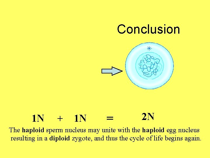 Conclusion 1 N + 1 N = 2 N The haploid sperm nucleus may