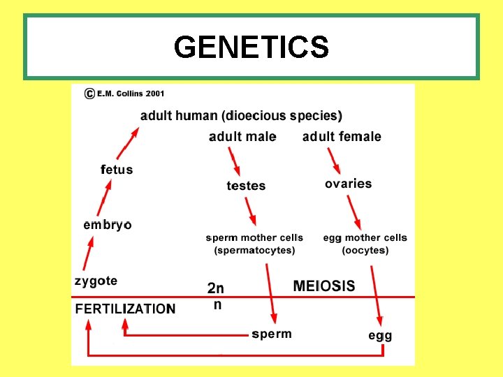 GENETICS 