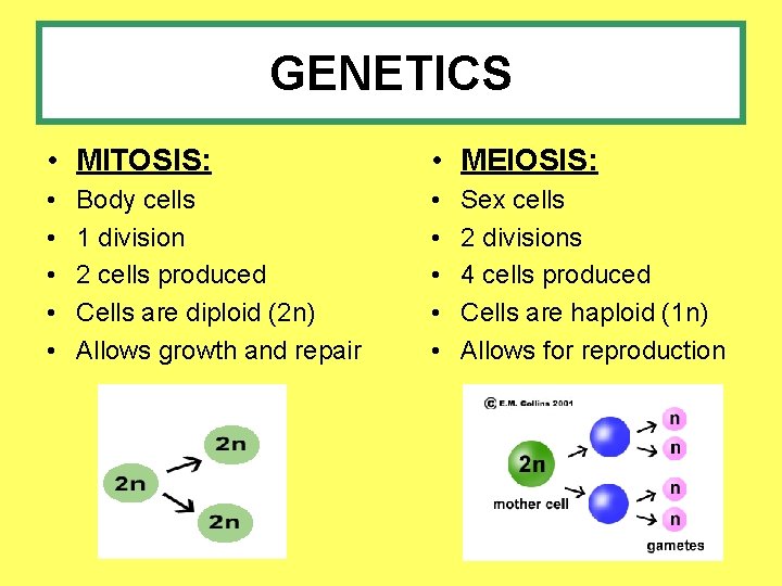 GENETICS • MITOSIS: • MEIOSIS: • • • Body cells 1 division 2 cells