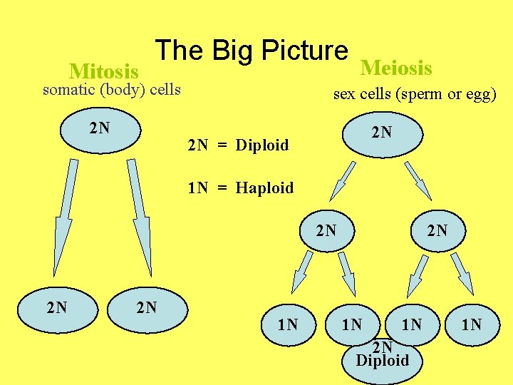 Mitosis The Big Picture somatic (body) cells 2 N Meiosis sex cells (sperm or