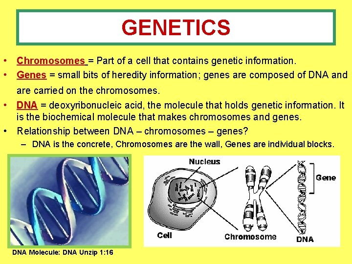 GENETICS • Chromosomes = Part of a cell that contains genetic information. • Genes