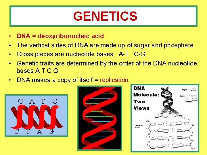 GENETICS • • DNA = deoxyribonucleic acid The vertical sides of DNA are made